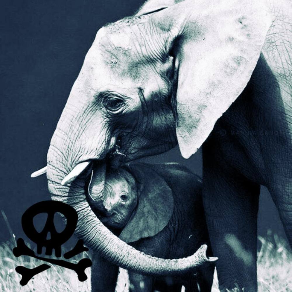 Meet your Posher, Shawn